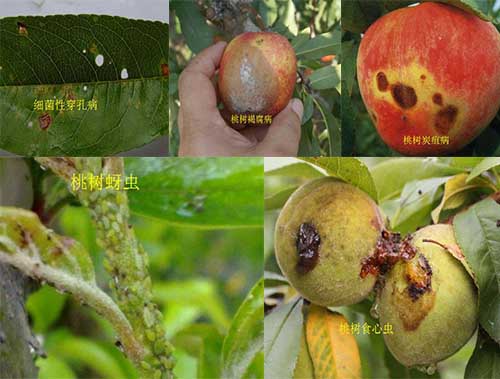 桃樹花后常見病蟲害 桃樹花后常見病蟲害