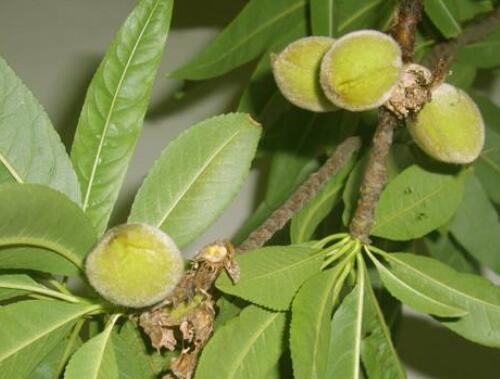 桃樹花后結果 桃樹花后結果