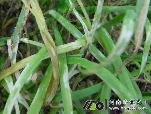 韭菜灰霉病 韭菜灰霉病