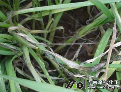 韭菜疫病 韭菜疫病