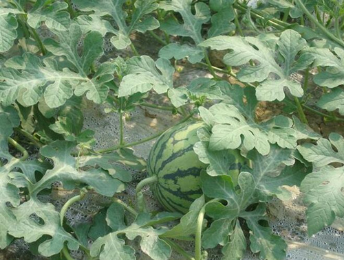 西瓜結瓜期施肥 西瓜結瓜期施肥