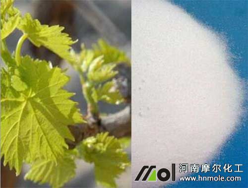 葡萄萌芽前施尿素 葡萄萌芽前施尿素