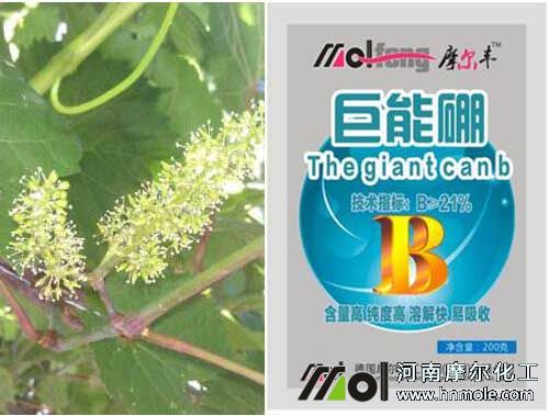 葡萄開花前噴硼硼肥 葡萄開花前噴硼硼肥