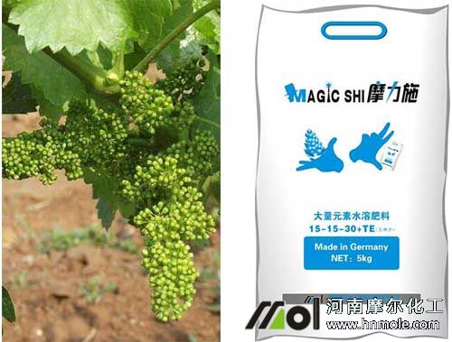 葡萄結果使用高鉀水溶肥 葡萄結果使用高鉀水溶肥