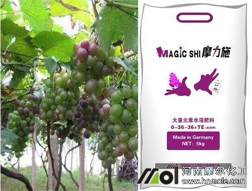 葡萄漿果期使用磷鉀水溶肥 葡萄漿果期使用磷鉀水溶肥
