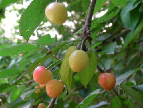 櫻桃施膨果肥 櫻桃施膨果肥