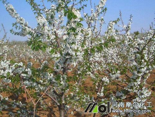 櫻桃開花結果 櫻桃開花結果