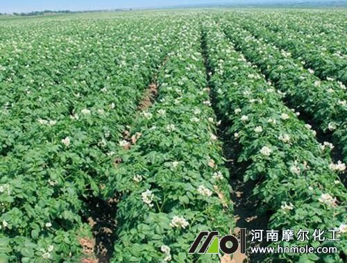 土豆發棵期追肥 土豆發棵期追肥