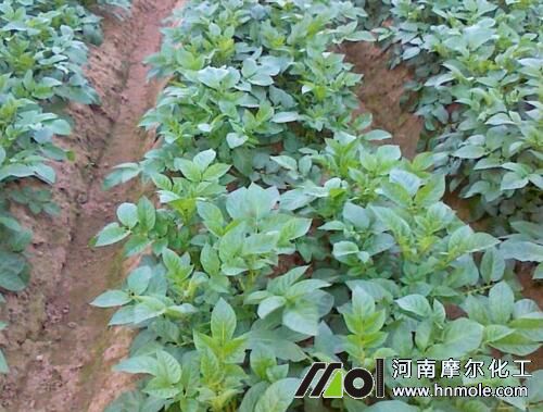 土豆苗期追肥 土豆苗期追肥