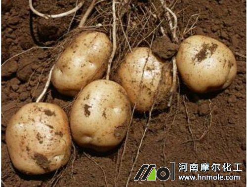 土豆膨大期追肥 土豆膨大期追肥