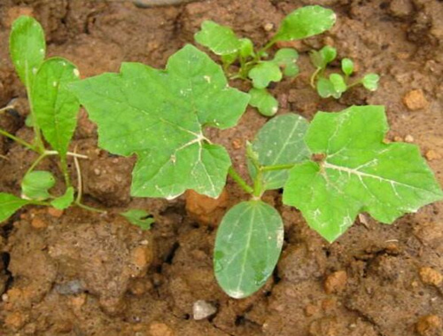 絲瓜苗追肥 絲瓜苗追肥