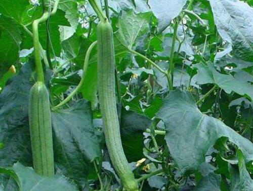 絲瓜結瓜期施肥 絲瓜結瓜期施肥