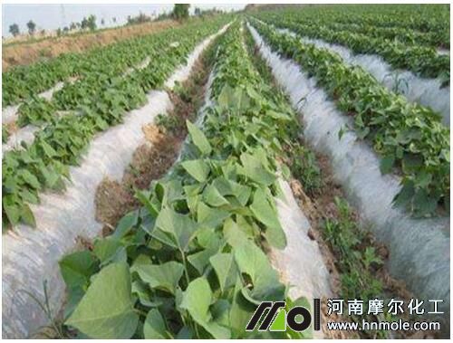 紅薯苗追肥 紅薯苗追肥