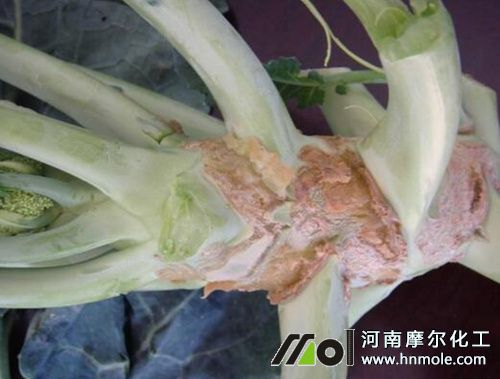 西蘭花缺硼病 西蘭花缺硼病