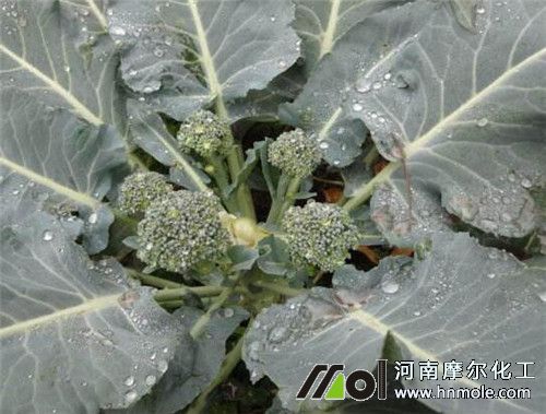 西蘭花現蕾前追肥 西蘭花現蕾前追肥