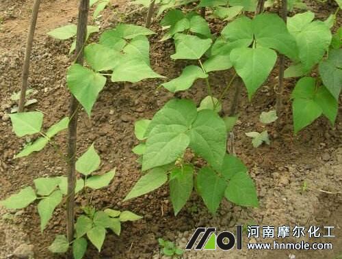 豆角苗期 豆角苗期