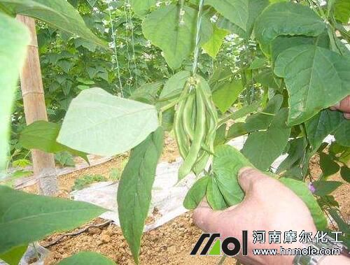 豆角結莢期 豆角結莢期