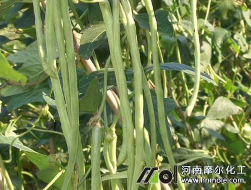 豆角采摘期 豆角采摘期