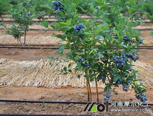 高叢藍(lán)莓 高叢藍(lán)莓