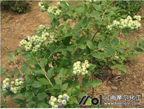 矮叢藍(lán)莓 矮叢藍(lán)莓