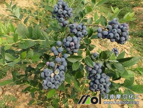 藍(lán)莓需肥規(guī)律 藍(lán)莓需肥規(guī)律
