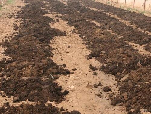 甘蔗底肥腐熟有機肥 甘蔗底肥腐熟有機肥