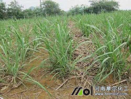 甘蔗苗期施水溶肥 甘蔗苗期施水溶肥