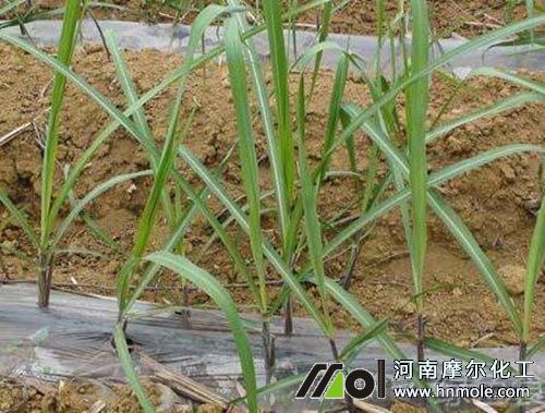 甘蔗分蘗期追水溶肥 甘蔗分蘗期追水溶肥