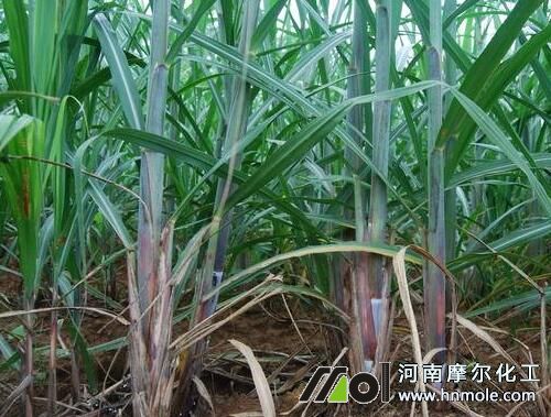 甘蔗莖稈期施肥 甘蔗莖稈期施肥