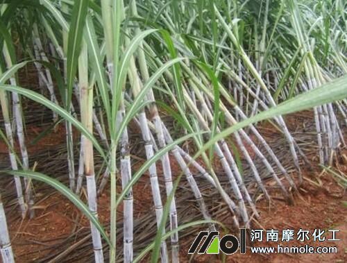 甘蔗施壯尾水溶肥 甘蔗施壯尾水溶肥
