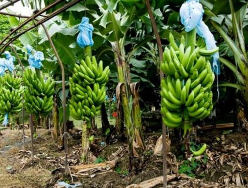 香蕉結果期追肥 香蕉結果期追肥