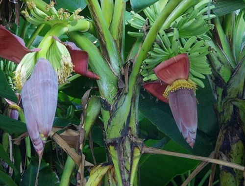 香蕉開花孕蕾期追肥 香蕉開花孕蕾期追肥