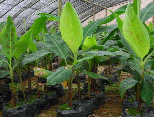 香蕉新葉期追肥 香蕉新葉期追肥