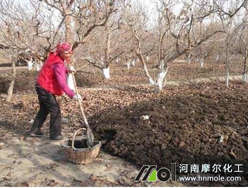 蘋(píng)果樹(shù)施底肥 蘋(píng)果樹(shù)施底肥