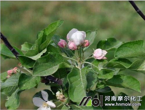 蘋(píng)果花前追高磷水溶肥 蘋(píng)果花前追高磷水溶肥