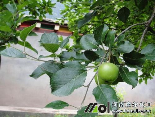 蘋(píng)果結(jié)果施高鉀水溶肥 蘋(píng)果結(jié)果施高鉀水溶肥