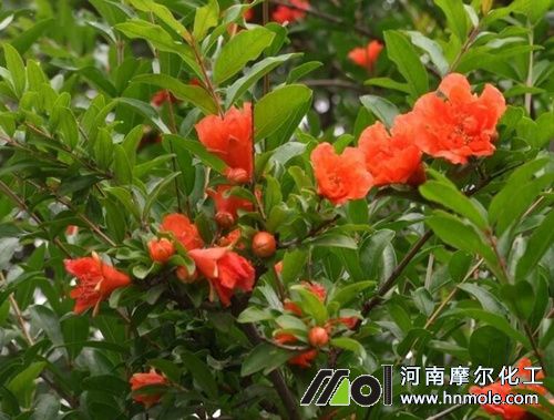 石榴花后施水溶肥 石榴花后施水溶肥