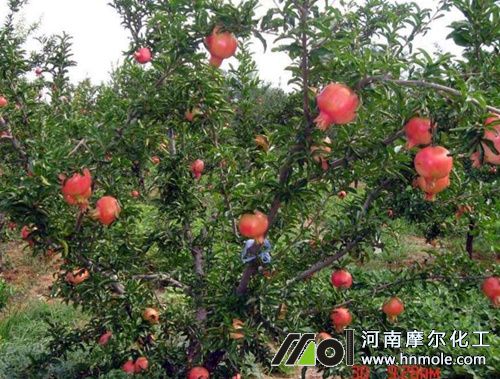 石榴結(jié)果施高鉀水溶肥 石榴結(jié)果施高鉀水溶肥