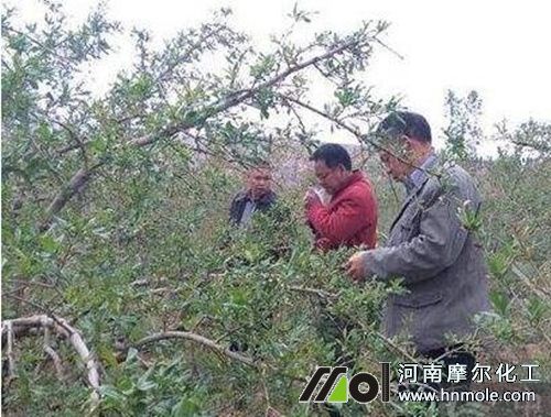 春季石榴施肥 春季石榴施肥