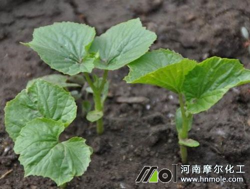 苦瓜定植后追肥 苦瓜定植后追肥