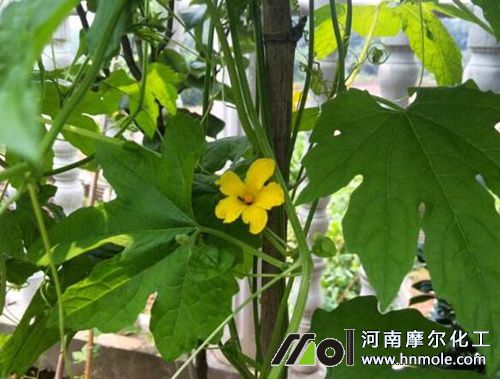 苦瓜開花坐果追施水溶肥 苦瓜開花坐果追施水溶肥