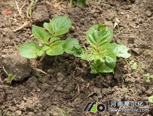 土豆發芽期 土豆發芽期