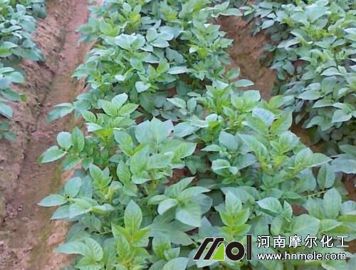 土豆苗期追施水溶肥 土豆苗期追施水溶肥