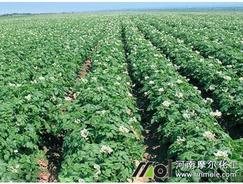 土豆發棵期追施水溶肥 土豆發棵期追施水溶肥