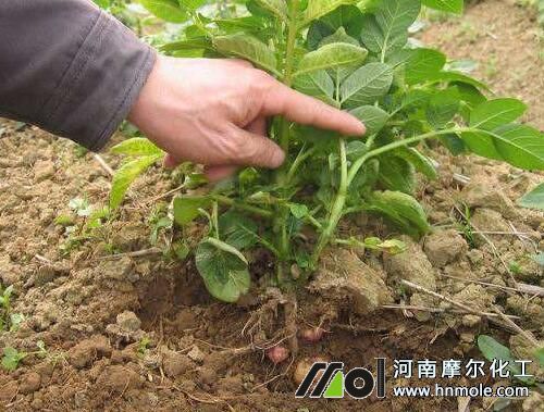 馬鈴薯結薯期追施高鉀水溶肥 馬鈴薯結薯期追施高鉀水溶肥