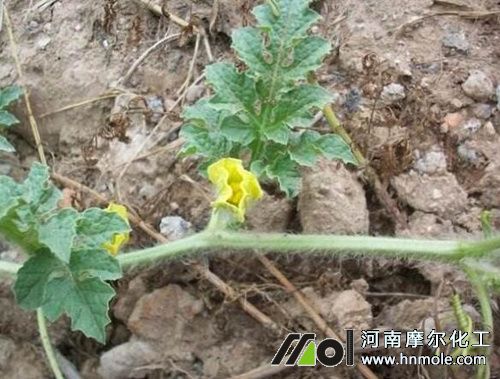 西瓜藤蔓期追高氮肥 西瓜藤蔓期追高氮肥