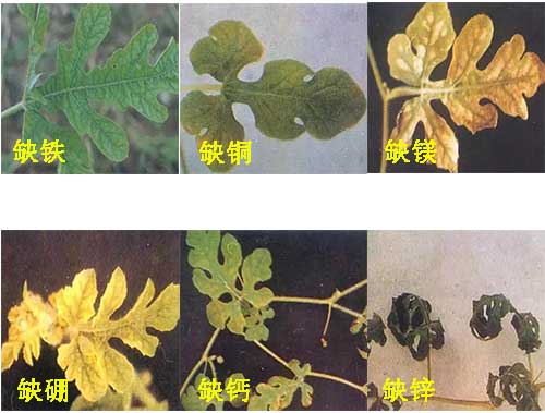 西瓜缺素表現(xiàn)癥狀 西瓜缺素表現(xiàn)癥狀