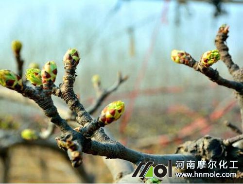 梨樹萌芽期追肥 梨樹萌芽期追肥