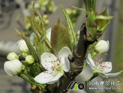 梨樹花期追施水溶肥 梨樹花期追施水溶肥