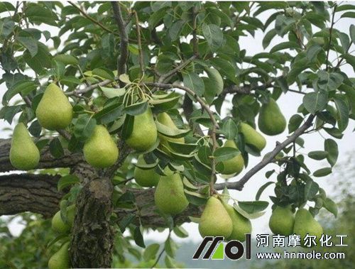 梨樹結果期追肥 梨樹結果期追肥
